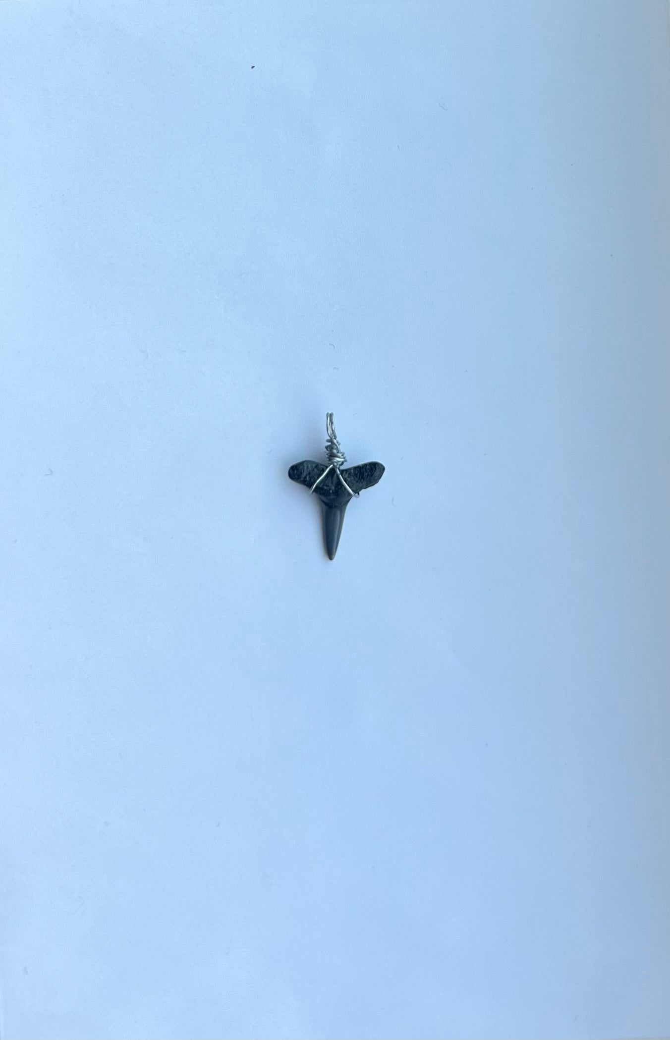 Shark Tooth Pendant